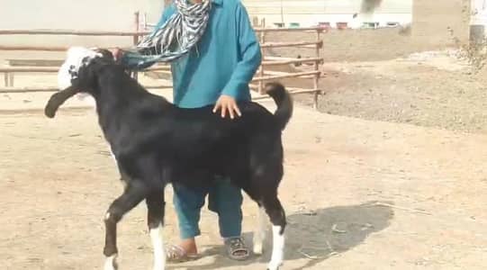 desi Bakra for sale contact number 03348310322