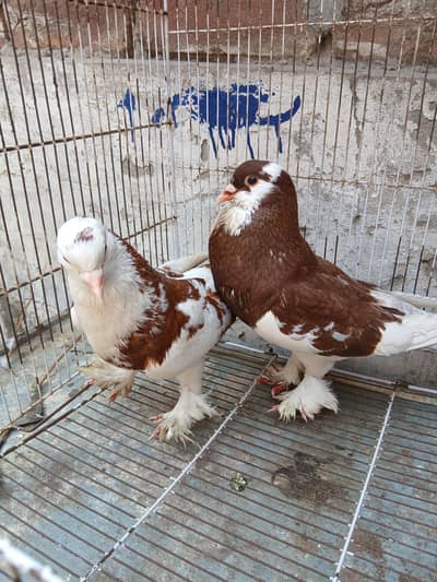 Big size pouter pair