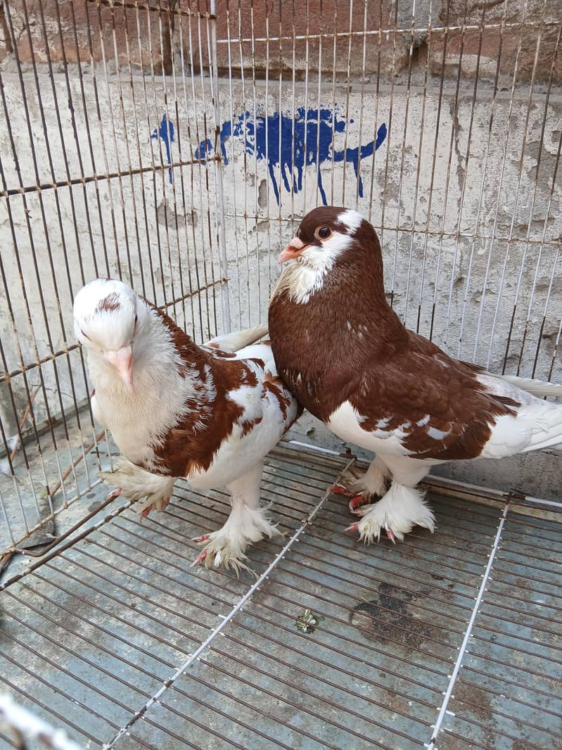 Big size pouter pair 0