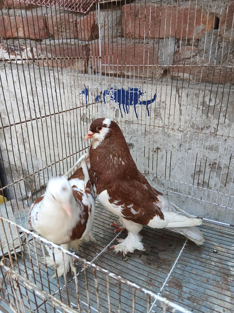 Big size pouter pair 1
