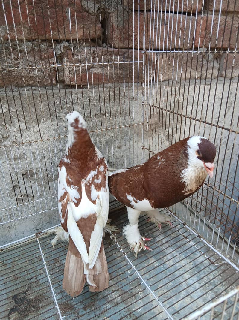 Big size pouter pair 2