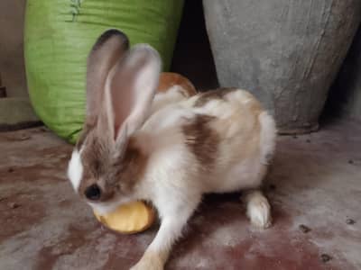 Khargosh rabit