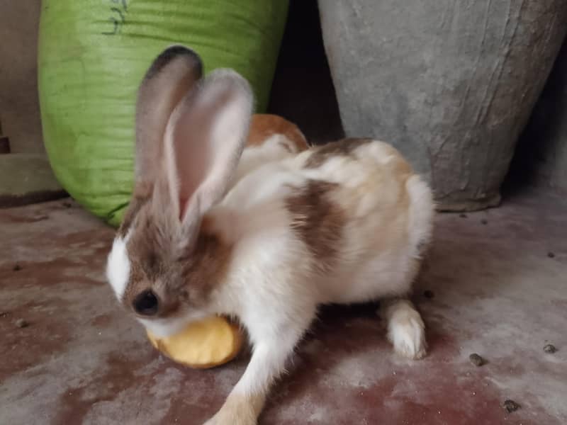 Khargosh rabit  2 adad jori nar mada 0