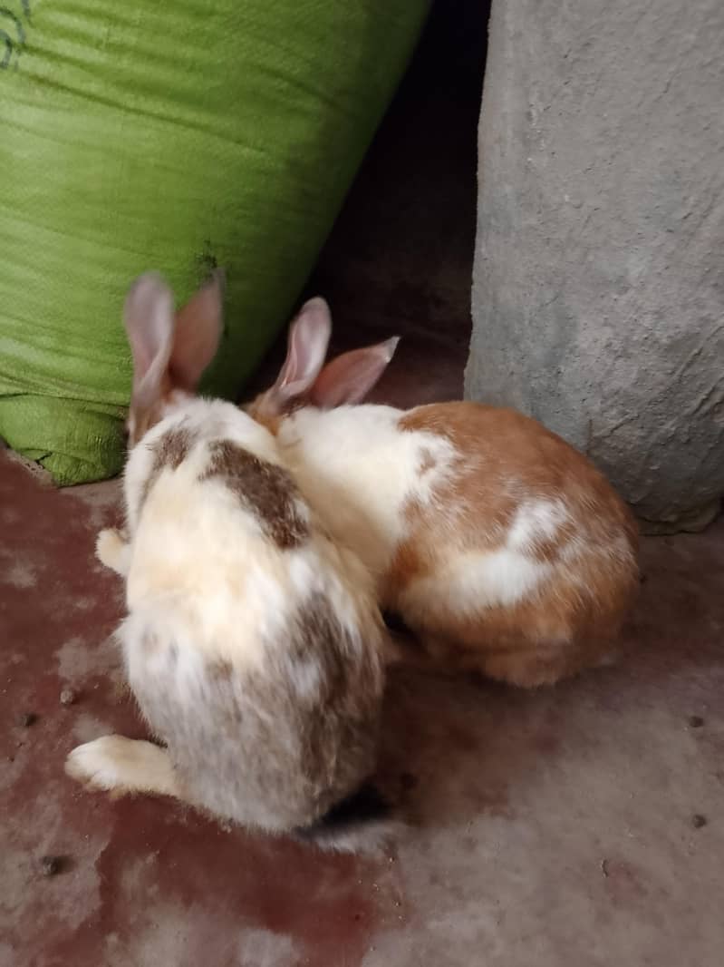 Khargosh rabit  2 adad jori nar mada 1