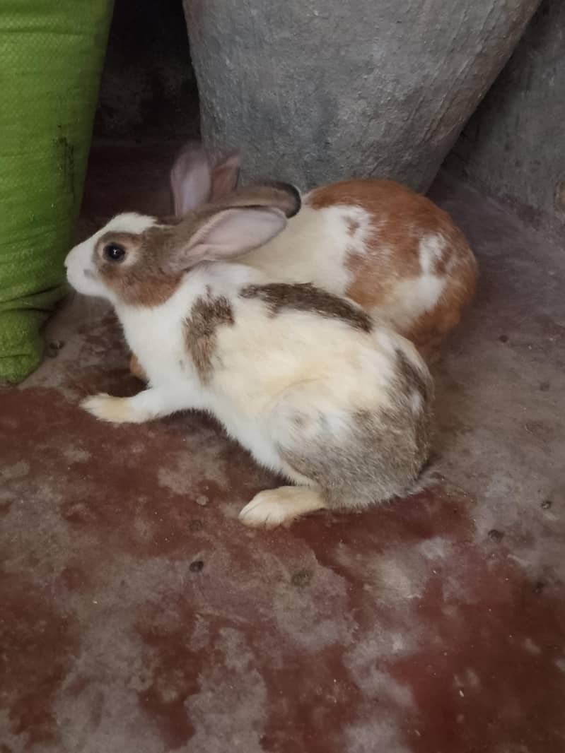 Khargosh rabit  2 adad jori nar mada 2