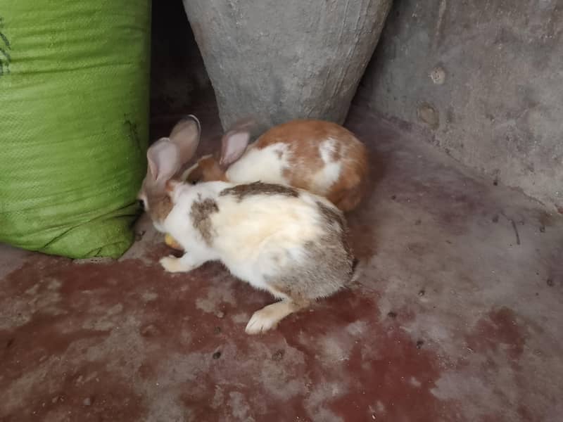 Khargosh rabit  2 adad jori nar mada 3