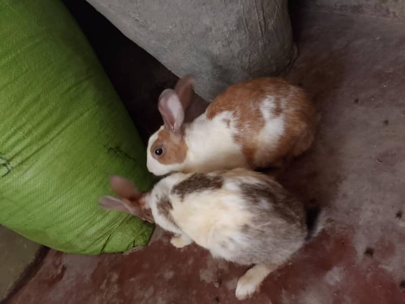 Khargosh rabit  2 adad jori nar mada 4