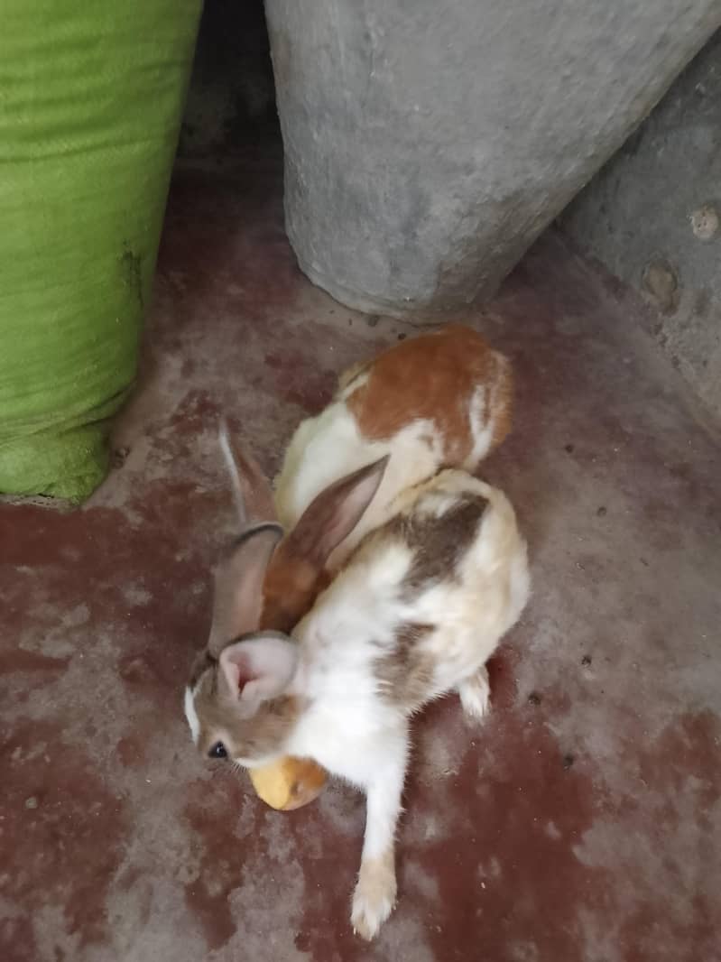 Khargosh rabit  2 adad jori nar mada 5