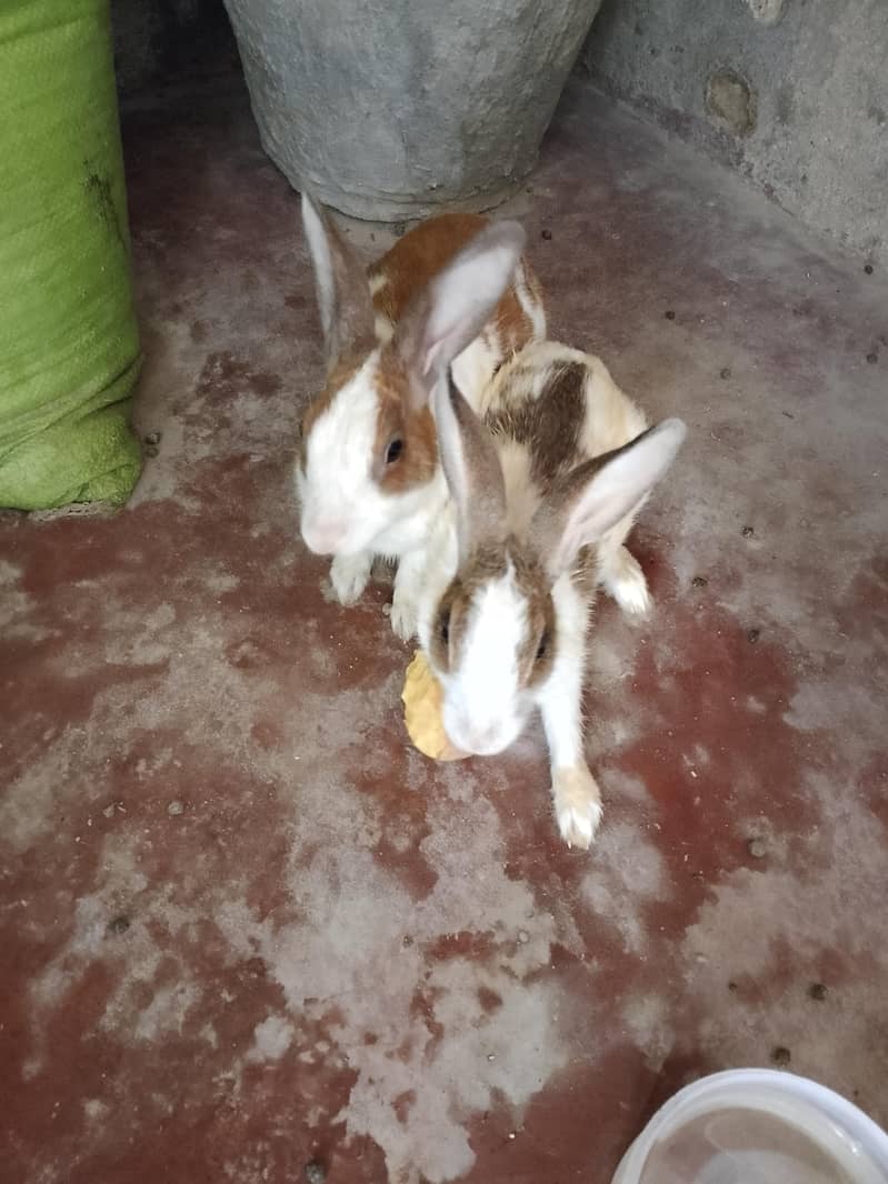 Khargosh rabit  2 adad jori nar mada 6