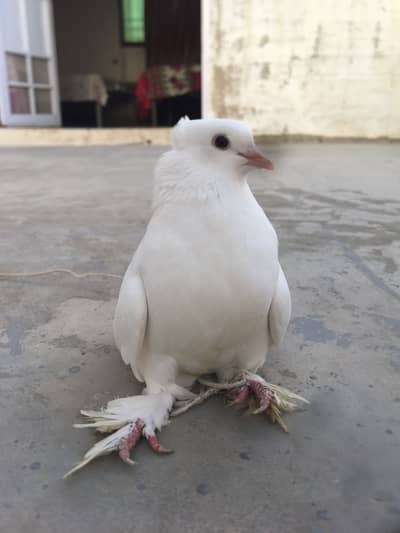 Fancy pigeon pairs