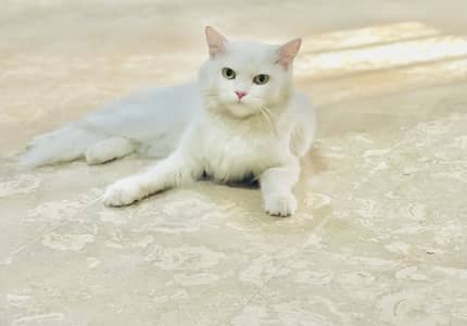 MaashaAllah Pure Persian Female Kitten available