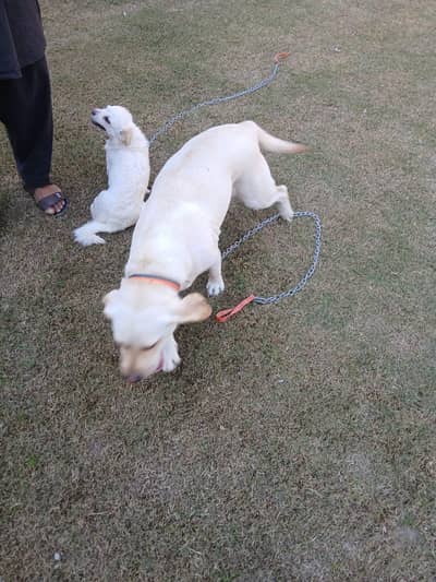 Two Well Behaved, Fully Vaccinated, 2.5 years Old Labrador & Shih tzu