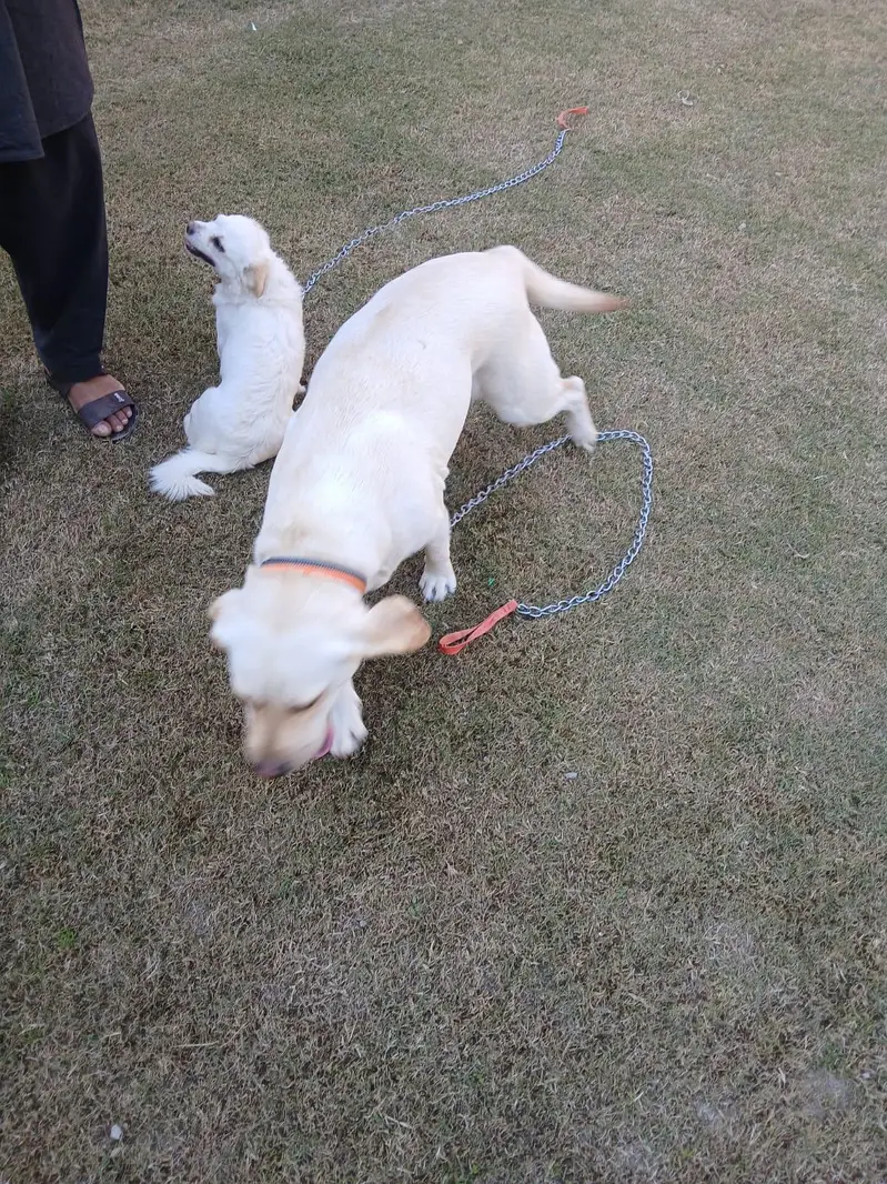 Two Well Behaved, Fully Vaccinated, 2.5 years Old Labrador & Shih tzu