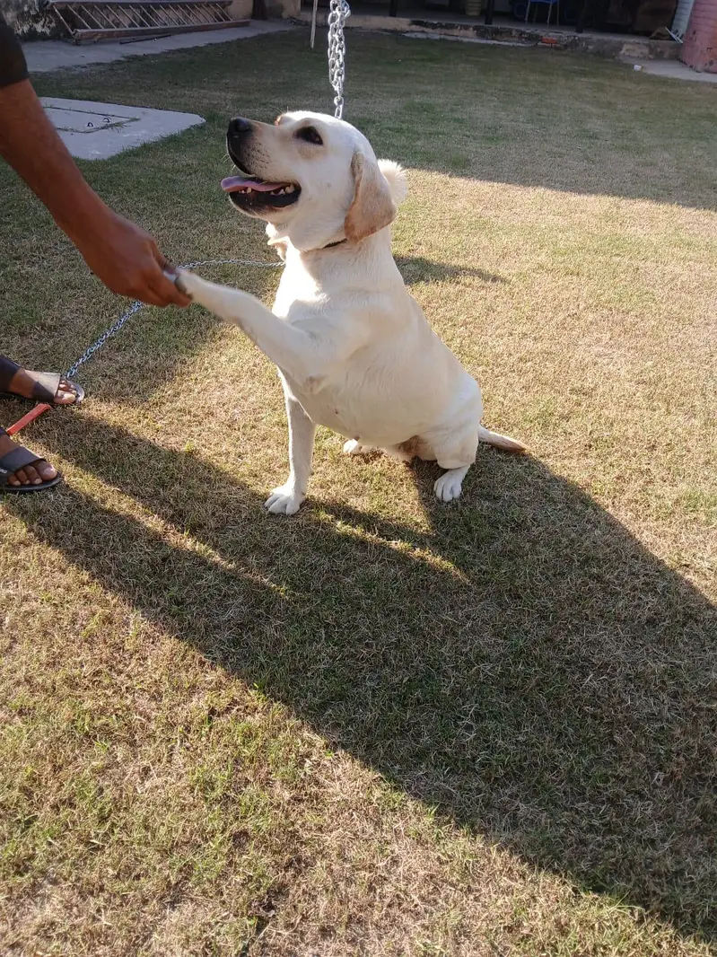 Two Well Behaved, Fully Vaccinated, 2.5 years Old Labrador & Shih tzu — photo 7
