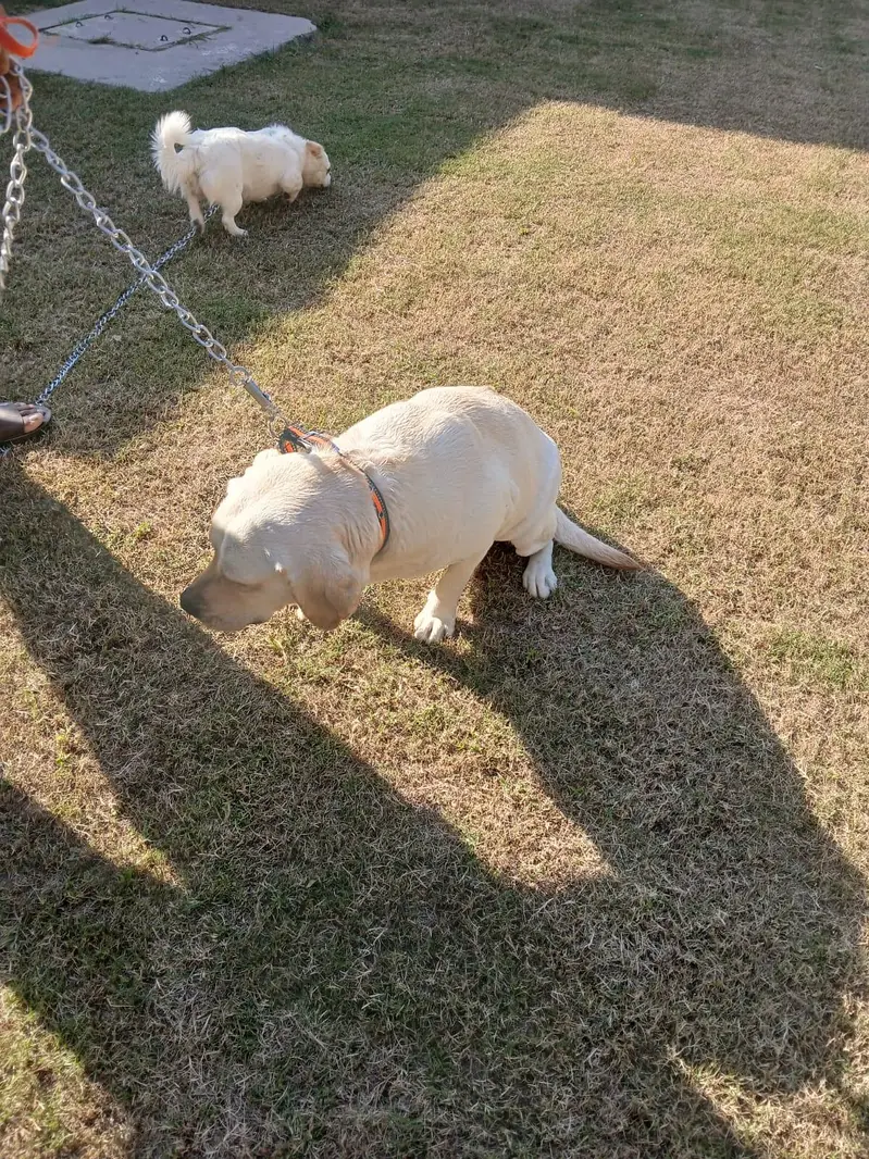 Two Well Behaved, Fully Vaccinated, 2.5 years Old Labrador & Shih tzu — photo 8