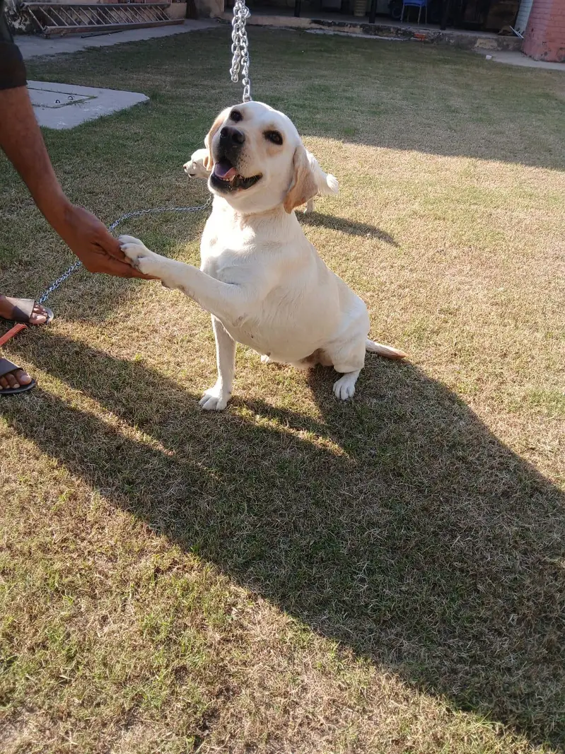 Two Well Behaved, Fully Vaccinated, 2.5 years Old Labrador & Shih tzu — photo 9