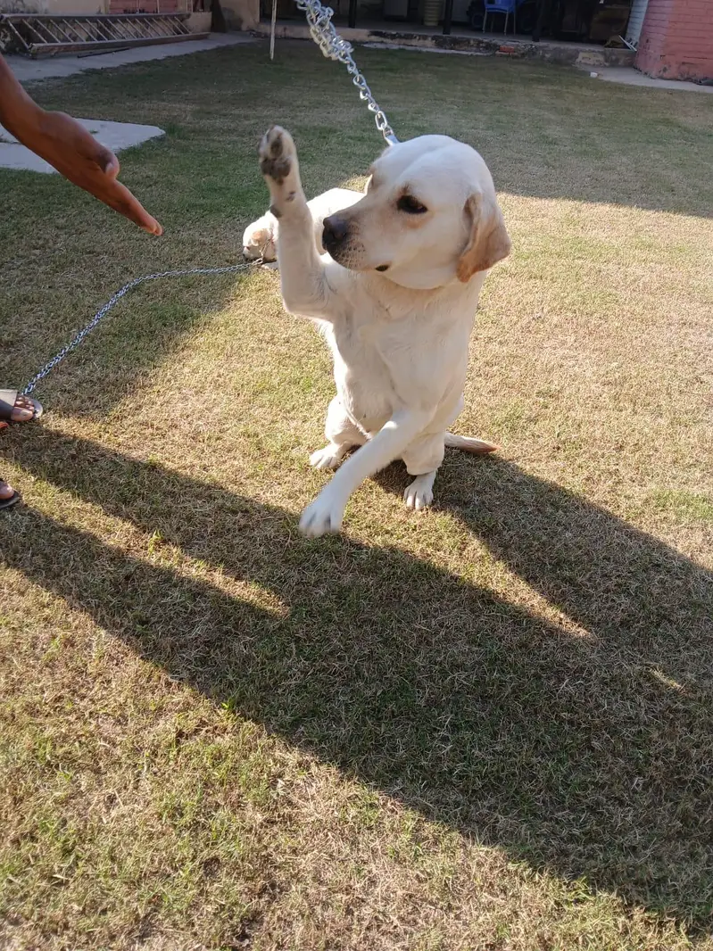 Two Well Behaved, Fully Vaccinated, 2.5 years Old Labrador & Shih tzu — photo 10