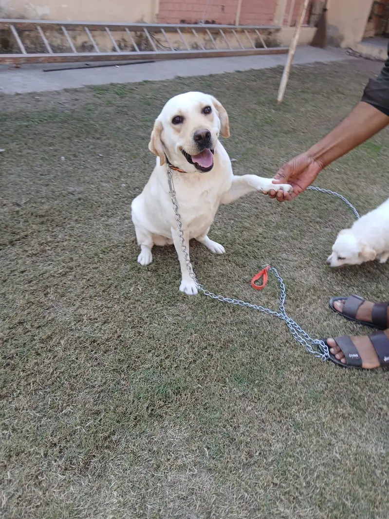 Two Well Behaved, Fully Vaccinated, 2.5 years Old Labrador & Shih tzu — photo 11