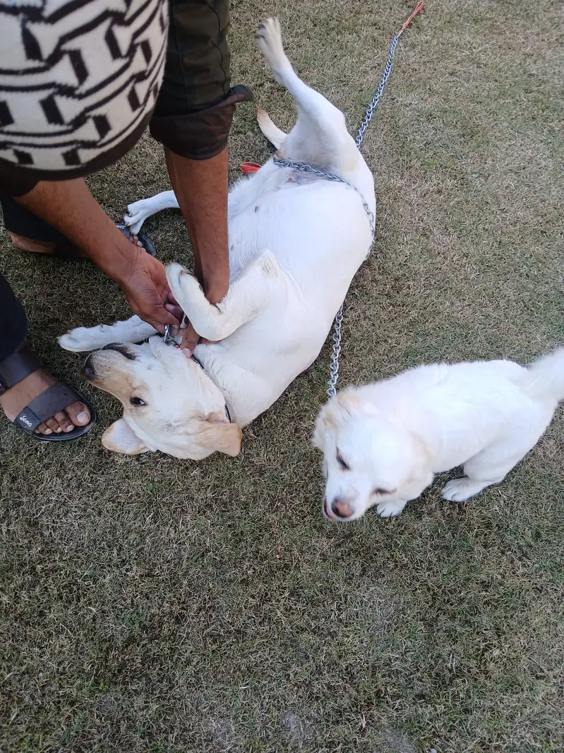 Two Well Behaved, Fully Vaccinated, 2.5 years Old Labrador & Shih tzu — photo 12