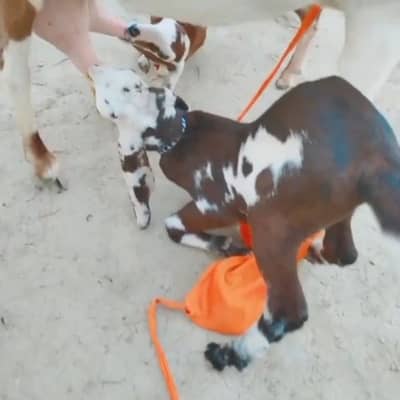 2 Bacchon ka sath Desi Bakri For Sale _03228068418