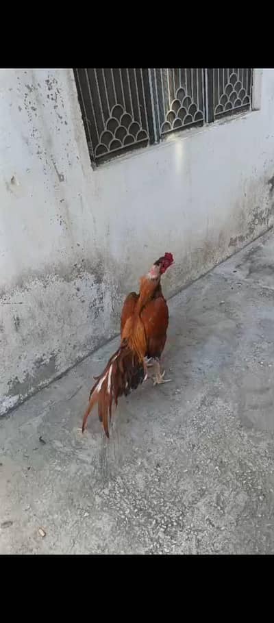 Peela Aseel Black Kill