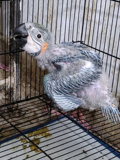Blue n Gold MACAW