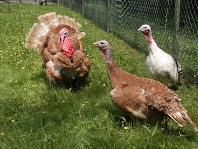 Turkey birds for sale