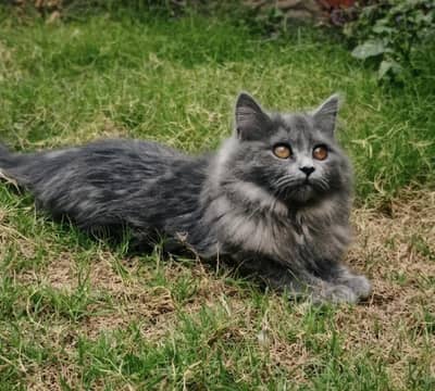 triple coat female Cat for sale