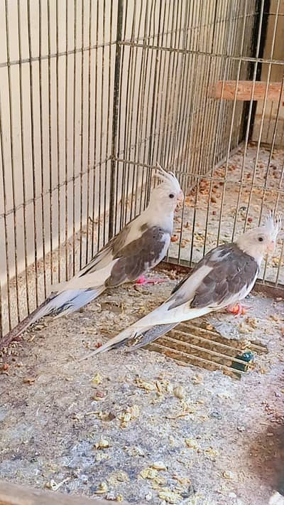 heavy pied pathon ka pair split fellow v pied