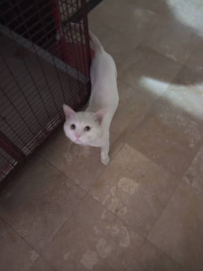 Male cat for adoption