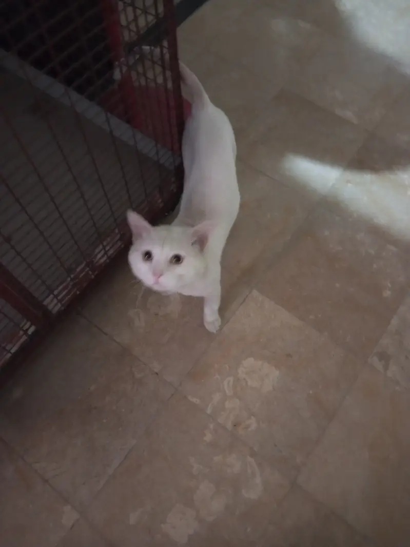 Male cat for adoption
