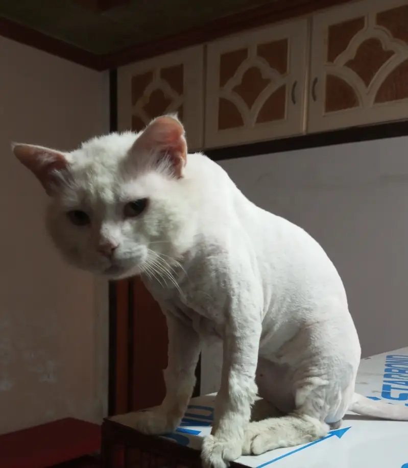 Male cat for adoption — photo 3