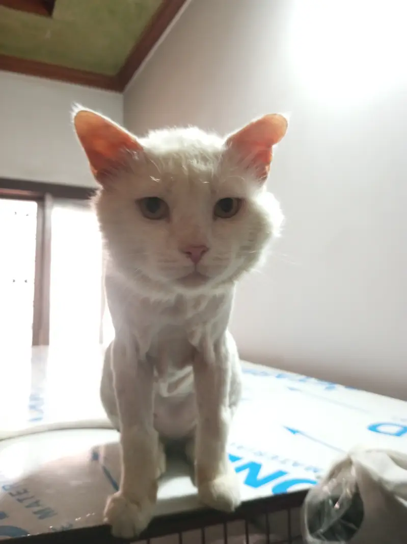 Male cat for adoption — photo 4