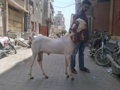 Rajanpuri Bakra
