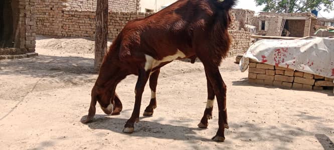 qurbani ka bakra