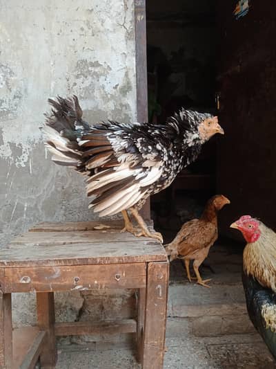 Kurruk Hen Broody Hen  03064365643