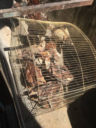 Urgent sale