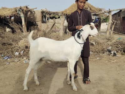 2 dant khassi bakra