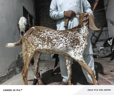 2 dant khassi bakre for sale