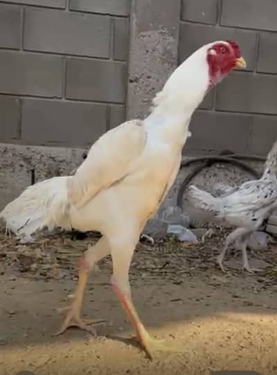 White king shamo breeder male