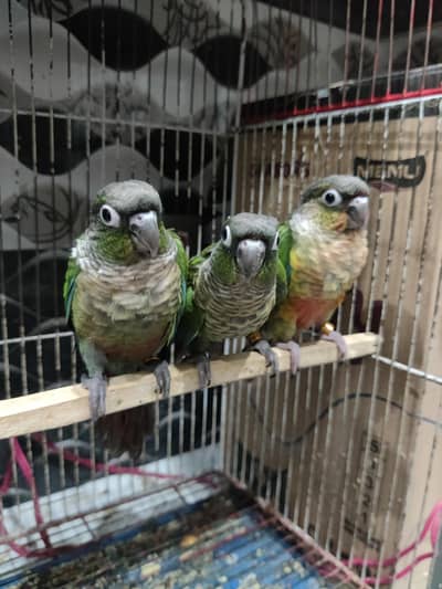 Hand Tame Conure Parrot Available with DNA