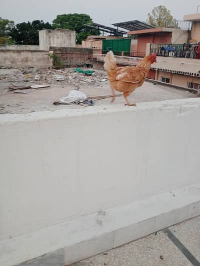 Desi murgia