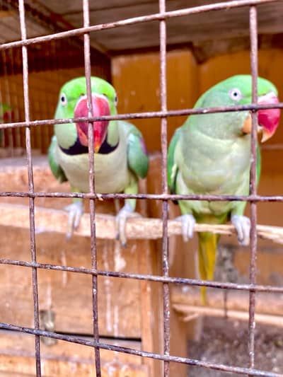 Raw parrot pair