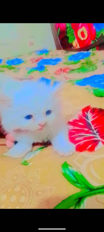 Persian cats female Triple cod  weight color. ocean blue eyes