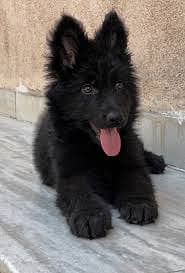 German shepherd |black shepherd |Pedigree puppy | location: lahore
