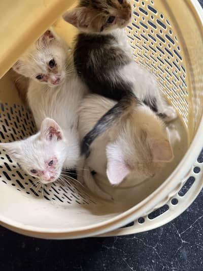 Persian Cats