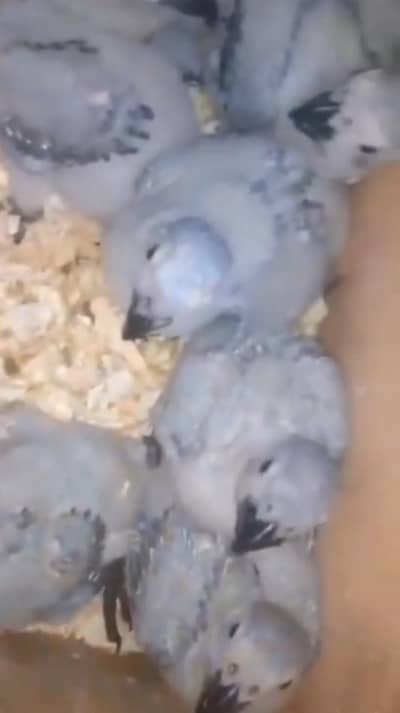 African grey chick in all ages