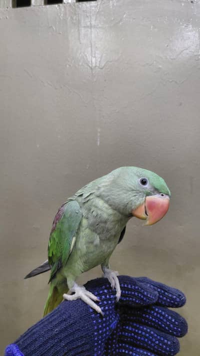 Pure healty Alexander parrot