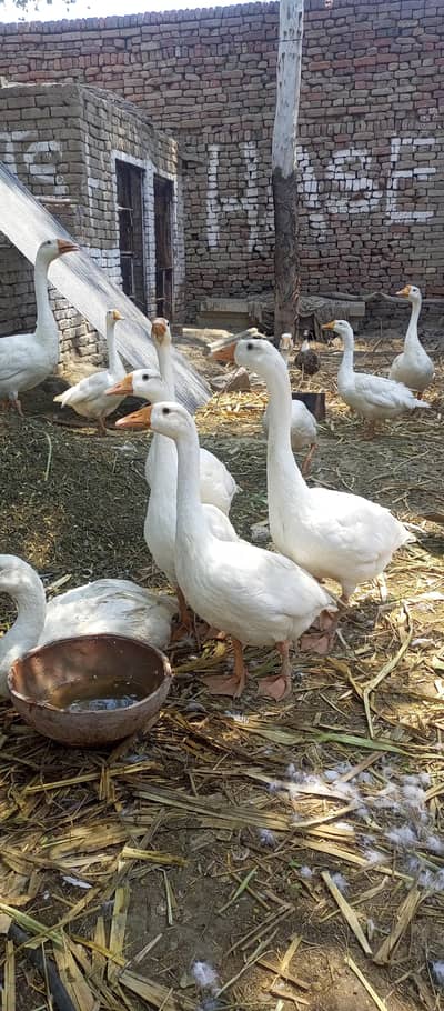 Big white Duck's pair for sell