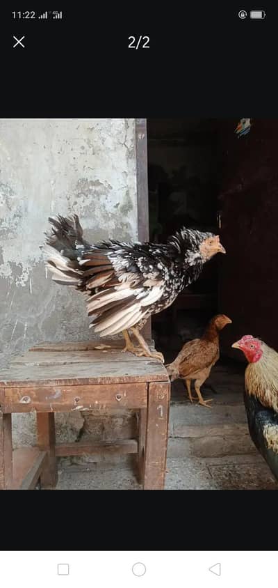 Kurruk Hen Broody Aseel Hen